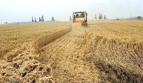 收割机专业服务团队